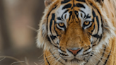 Tigres: así es el documental que presenta una mirada única al universo de estos imponentes felinos - Diario El Sureño