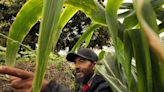 A community garden in Watts provides solace, fresh produce for immigrants