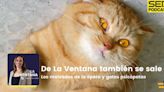 De La Ventana también se sale | Los malvados de la ópera y gatos psicópatas | La Ventana
