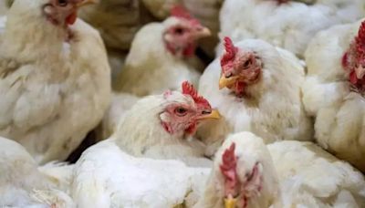 Colorado reports three presumptive human bird flu cases, CDC says - ET HealthWorld