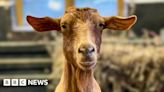 Royal title to be granted to Guernsey goat breed