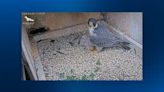 Falcon chick recently hatched on Pitt’s Cathedral of Learning dies from complications