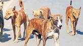 Ghaziabad: Boy dies of ‘suspected rabies’ a month after stray dog attack