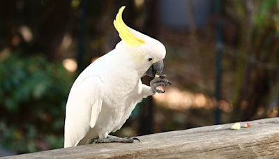 Cockatoo Parents Let Him FaceTime with Toddler and Instantly Regret It