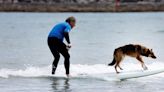 Dogs shred waves in northern Spain surfing contest