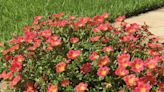 How To Grow And Care For Portulaca