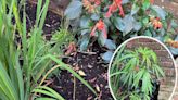 Cannabis plants "speedily" removed from town centre flower bed