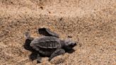 Descubre la magia de la liberación de tortugas en Puerto Vallarta