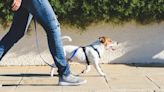 Pet Boarding: Finding a Place for Fido