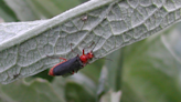 What can Integrated Pest Management do for your gardening?