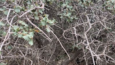 Environmentalists sue to protect world’s oldest known oak tree