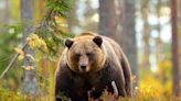 Roumanie : Après la mort d’une randonneuse, le pays pourra abattre 500 ours cette année