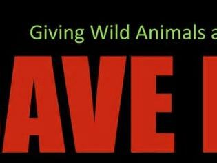 “SAVE ME”, LA CANCIÓN DE BRIAN MAY CON QUEEN PARA SALVAR LA VIDA SALVAJE DE LOS ANIMALES DE CAZA