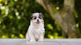 Adorable Shih-Tzu Puppy Learning to Fetch Is Too Cute to Handle