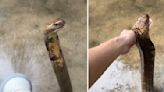 Video of Indonesian King Cobra getting bathed goes viral, internet compares the reptile to a cat