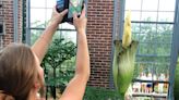 Corpse flower blooms at MoBot; garden open until 12:30 a.m. for a good whiff