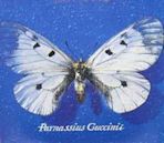 Parnassius Guccinii