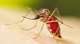 Honduras declara emergencia sanitaria en inicio de temporada alta del dengue en Centroamérica