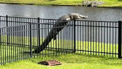 Alligator Filmed Climbing In A Fence In South Carolina