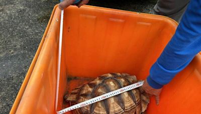 蘇卡達象龜誤闖菜園 竹農業處認棄養或逃離飼主家