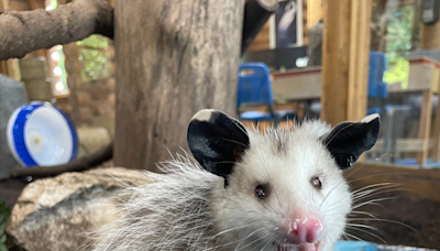 Eyeless opossum center of naming contest for Shelby Township nature center