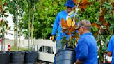 To celebrate Arbor Day Winter Springs set to give out free trees