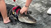 Emotional support alligator 'Wally' missing after vacation with owner in Georgia