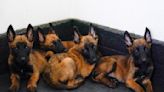 Mexico's rescue and drug-sniffing dogs start out at the army's puppy kindergarten