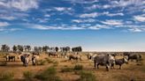 2000 rinocerontes blancos subastados serán liberados en el marco del mayor proyecto de reforestación del mundo