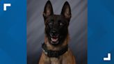 Greenfield PD K-9 hit by car while chasing suspect