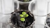 Scientists grew plants in moon soil for first time ever. Here's why it's 'astounding.'