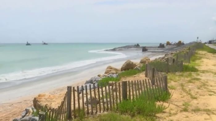 ‘Confused’ sea turtles found climbing Flagler County’s new dunes