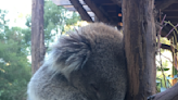 This poor koala is having an existential crisis