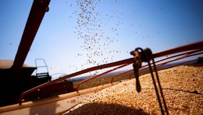 La agencia de cultivos de Brasil eleva su previsión de producción de maíz y mantiene sin cambios las exportaciones