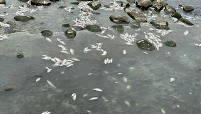 中壢老街溪1.5萬條魚暴斃飄惡臭 環保局研判溶氧量偏低所致
