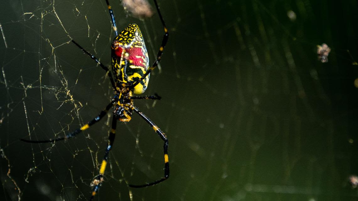 Giant flying venomous spiders invading the East Coast? There’s no need to panic