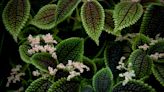 How to Grow and Care for Pilea Involucrata (Friendship Plant)