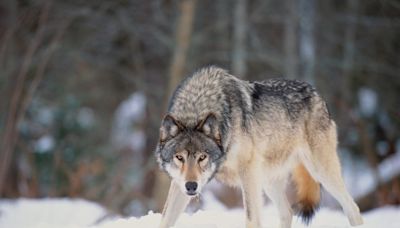 No Charges for Michigan Hunter Who Shot Gray Wolf, Mistaking It for Coyote