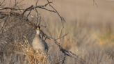 Hope in the face of a Lesser-Prairie Chicken listing