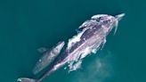 NOAA researchers announce 33% increase in gray whale numbers, end investigation into die-off