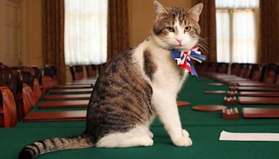 Larry el gato, que vive en Downing Street, le envía "importante" mensaje a Keir Starmer, nuevo premier británico