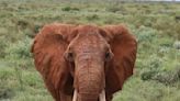 Kenya's famous matriarch elephant has died