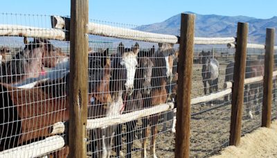 Horses’ deaths in BLM custody spark renewed outrage over roundups