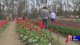 CT Families: Wicked Tulips farm has become a wickedly-popular family destination