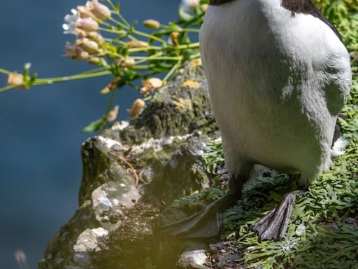 Razorbills strike back after Star Wars takeover of Skellig Michael