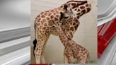 Awww! Baby giraffe born at Birmingham Zoo