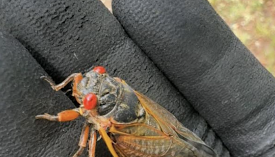 Cicada noise can ‘overwhelm’ people with sensory issues. When will they leave Georgia?