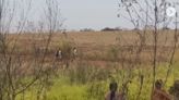 Indígena é baleado durante ocupação de fazenda em Mato Grosso do Sul