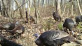 Pa. Game Commission explains why you should report sightings of wild turkeys this summer