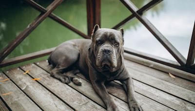 Cane Corso's 'Brave Guard Dog' Voice Completely Changes When She Realizes Who's Entering Home